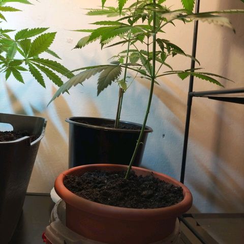 Unbekannte Sorte growlog photo: Test Lauf mit Samen außem Baggy 24