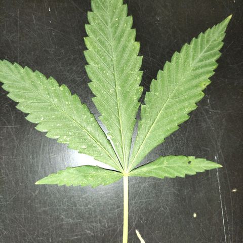Unbekannte Sorte growlog photo: Sonnensegel Blatt heute geschnitten 