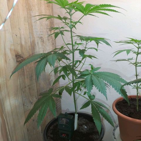 Unbekannte Sorte growlog photo: Gesund ich gebe mein bestes und mehr , für meine hommgrow