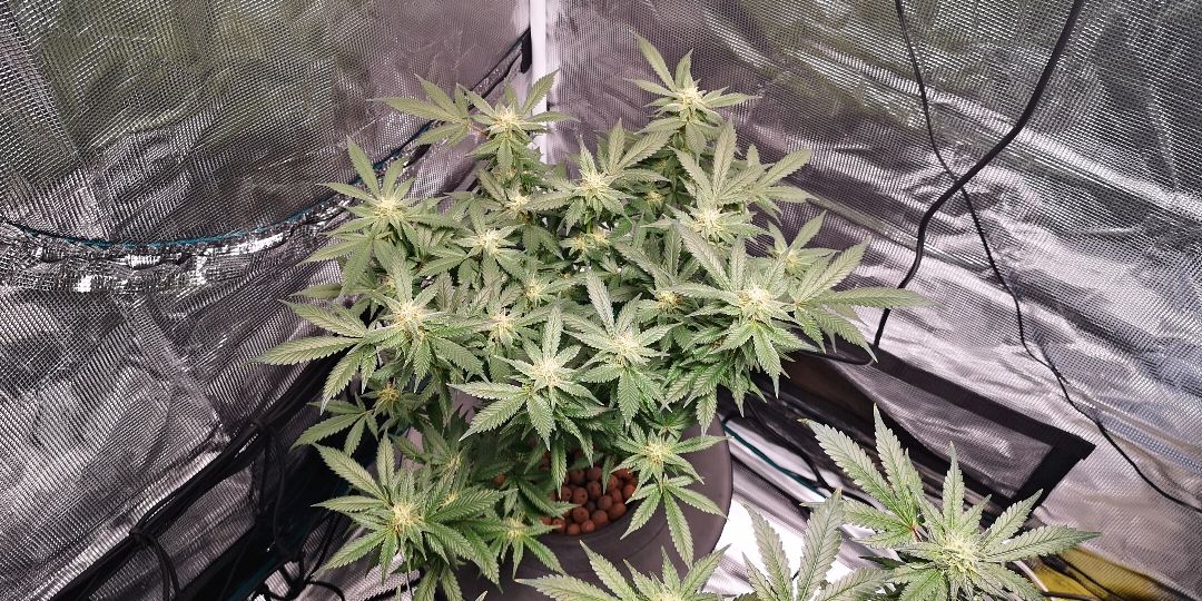 Crystal Cookies 2 growlog header