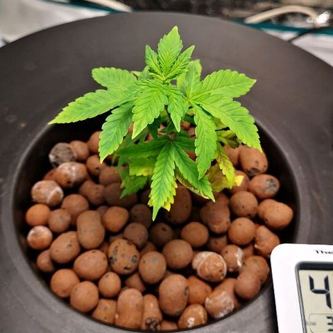 Crystal Cookies 1 growlog timeline photo