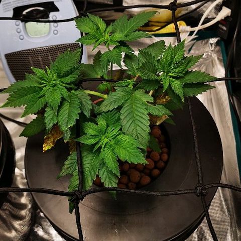 Crystal Cookies 1 growlog timeline photo