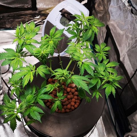 Crystal Cookies 1 growlog timeline photo