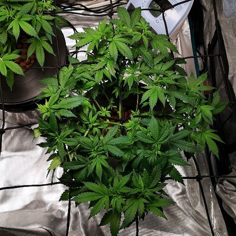 Crystal Cookies 1 growlog timeline photo