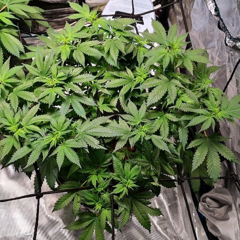 Crystal Cookies 1 growlog timeline photo