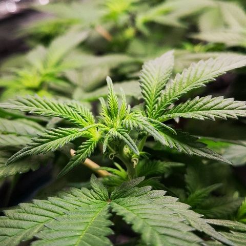 Crystal Cookies 1 growlog timeline photo