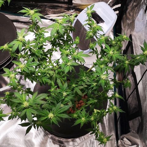 Crystal Cookies 1 growlog timeline photo