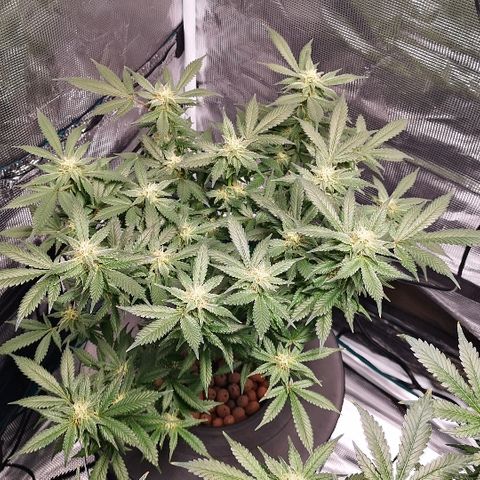 Crystal Cookies 2 growlog in Flower Tent