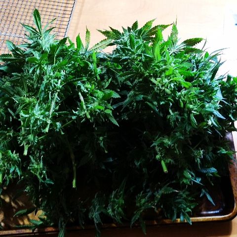 Crystal Cookies 1 growlog timeline photo