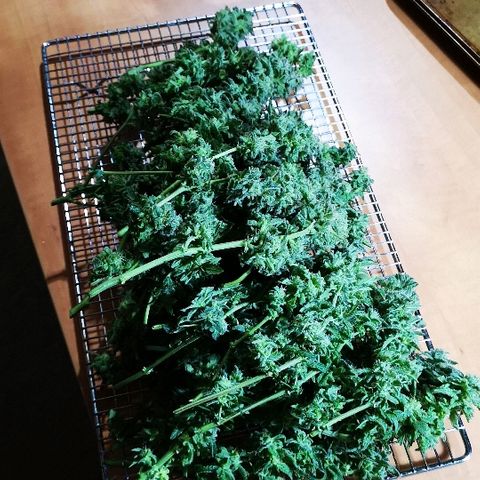 Crystal Cookies 1 growlog timeline photo