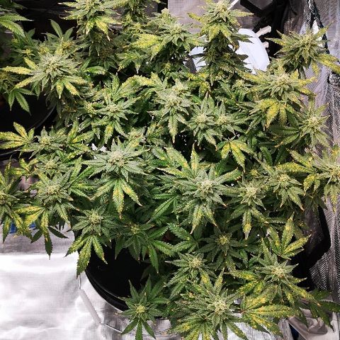 Crystal Cookies 1 growlog timeline photo