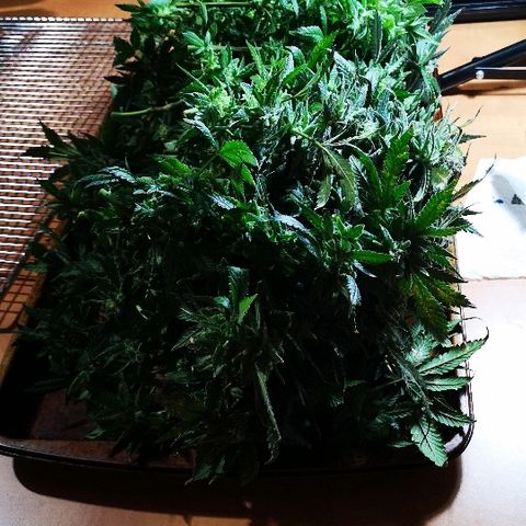 Crystal Cookies 1 growlog timeline photo