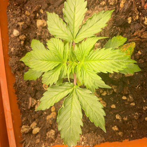Orange Sherbet Auto growlog timeline photo