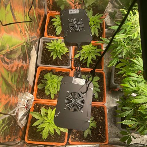 Orange Sherbet Auto growlog timeline photo