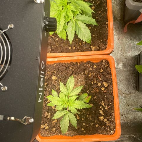Orange Sherbet Auto growlog timeline photo