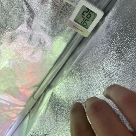 Orange Sherbet Auto growlog timeline photo