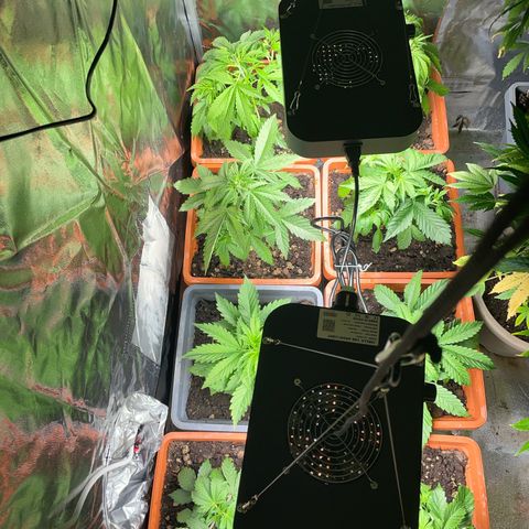 Orange Sherbet Auto growlog timeline photo