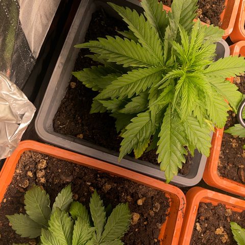 Orange Sherbet Auto growlog timeline photo
