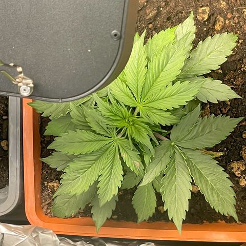 Orange Sherbet Auto growlog photo: Ora la bimba nr3 sta molto meglio 