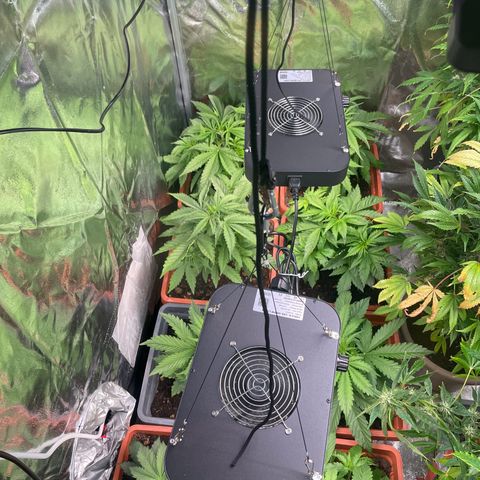 Orange Sherbet Auto growlog photo: Ora la bimba nr3 sta molto meglio 
