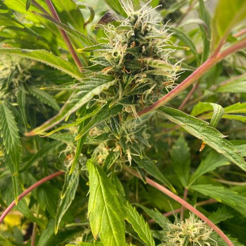 Orange Sherbet Auto growlog timeline photo