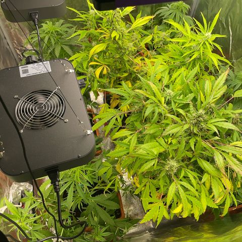 Orange Sherbet Auto growlog timeline photo