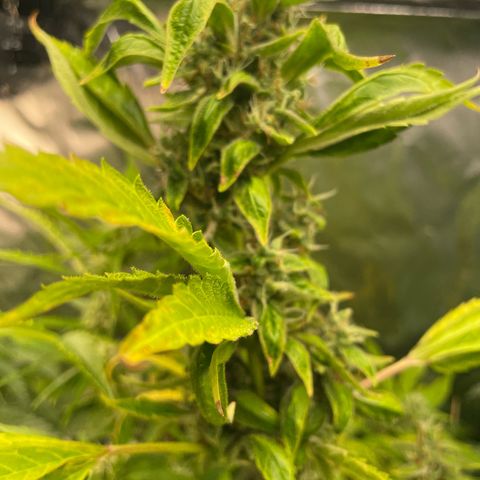 Orange Sherbet Auto growlog timeline photo