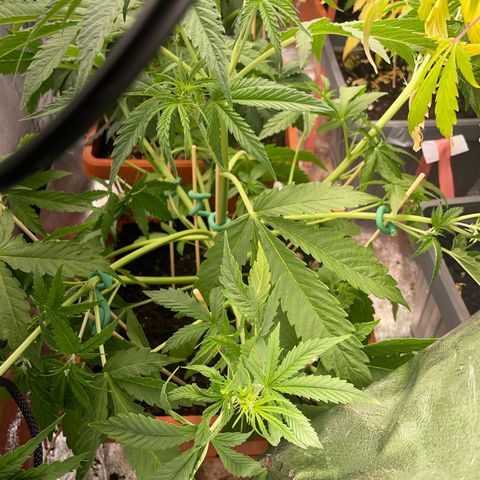 Orange Sherbet Auto growlog timeline photo