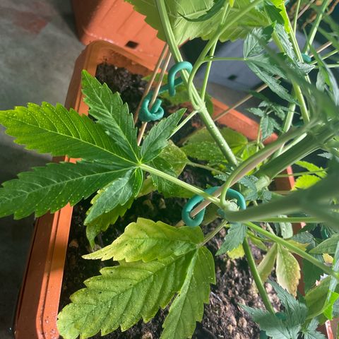Orange Sherbet Auto growlog photo: A breve trasferimento nella casa più grande