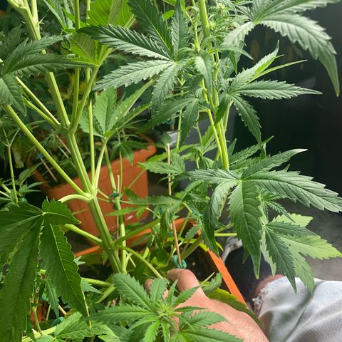 Orange Sherbet Auto growlog photo: A breve trasferimento nella casa più grande