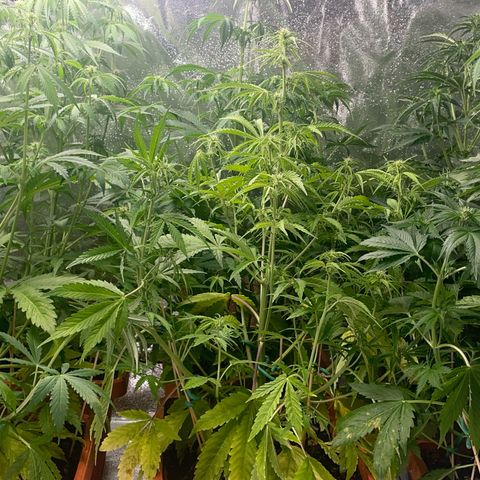 Orange Sherbet Auto growlog photo: A breve trasferimento nella casa più grande