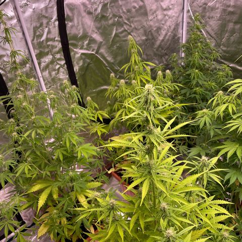 Orange Sherbet Auto growlog photo: Cambio casa 240x240x200 con luce 1000w
