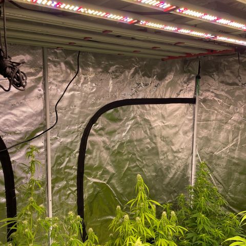 Orange Sherbet Auto growlog photo: Cambio casa 240x240x200 con luce 1000w