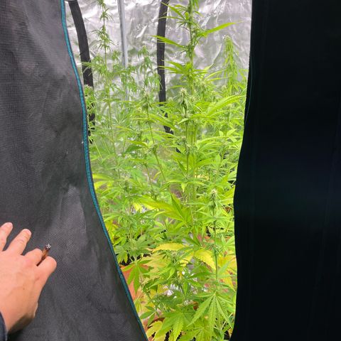 Orange Sherbet Auto growlog photo: Cambio casa 240x240x200 con luce 1000w