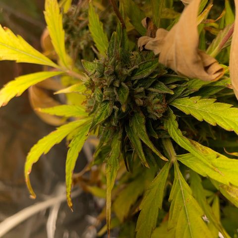 Orange Sherbet Auto growlog photo: Le piccoline anche in tenda 120x120 con ats 300 pro e due booster da 200w l’uno 