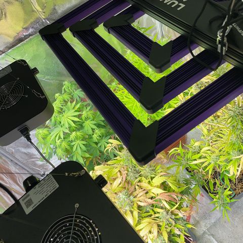Orange Sherbet Auto growlog photo: Le piccoline anche in tenda 120x120 con ats 300 pro e due booster da 200w l’uno 