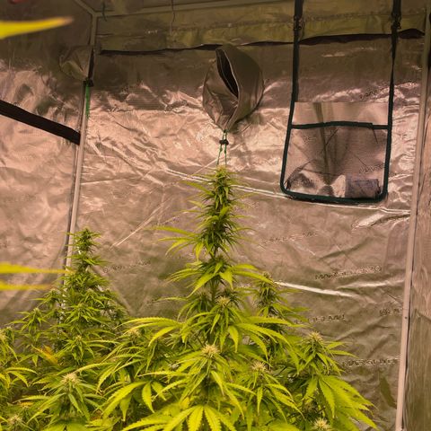 Orange Sherbet Auto growlog timeline photo