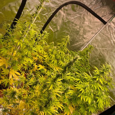 Orange Sherbet Auto growlog timeline photo