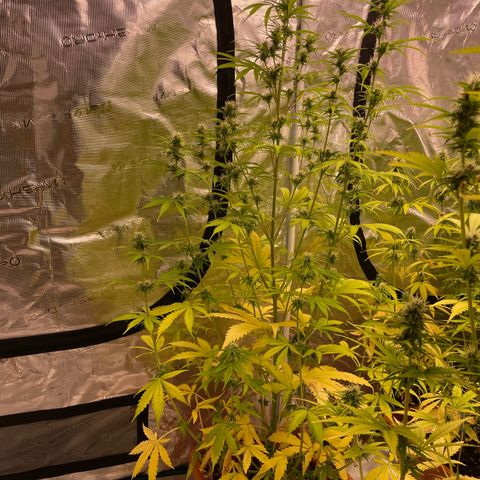 Orange Sherbet Auto growlog timeline photo