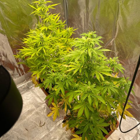 Orange Sherbet Auto growlog timeline photo