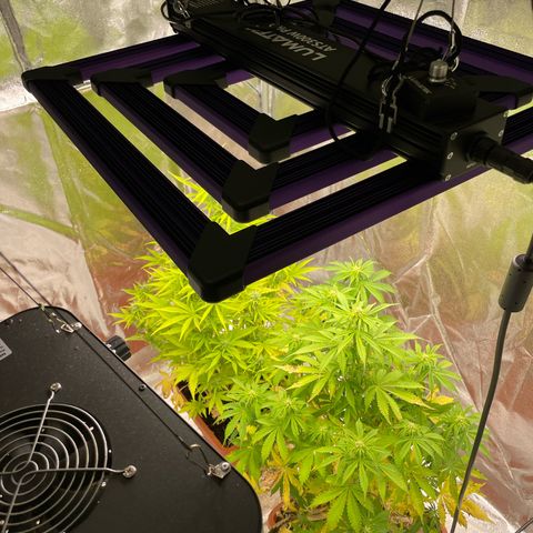 Orange Sherbet Auto growlog timeline photo