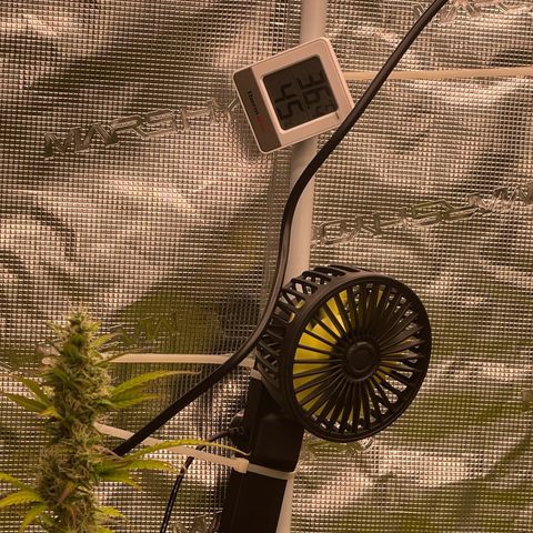 Orange Sherbet Auto growlog timeline photo