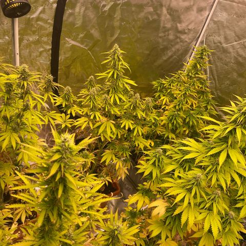 Orange Sherbet Auto growlog timeline photo