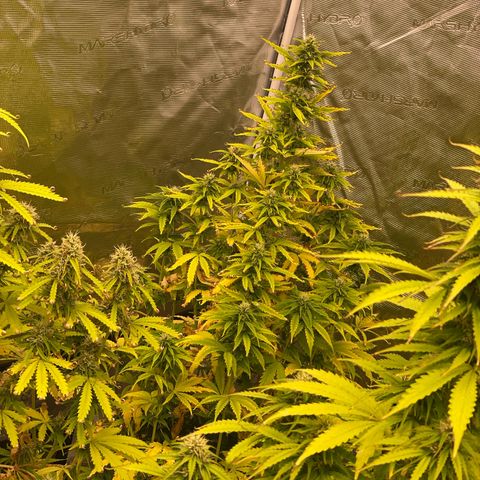 Orange Sherbet Auto growlog timeline photo
