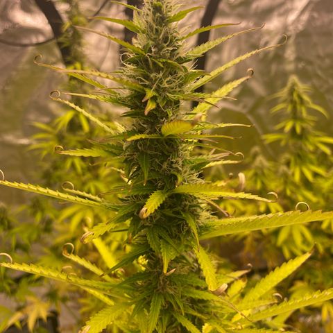 Orange Sherbet Auto growlog timeline photo