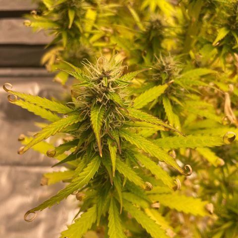 Orange Sherbet Auto growlog timeline photo