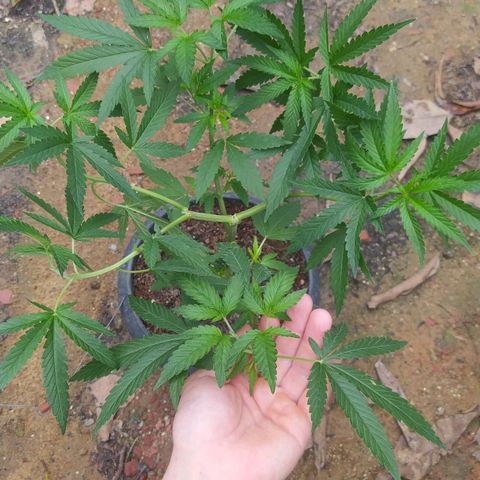 Blueberry OG growlog timeline photo