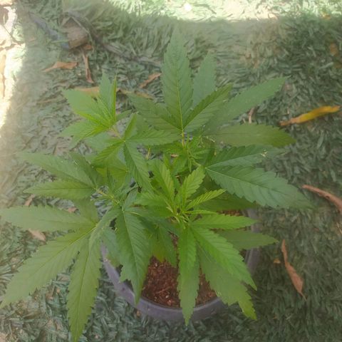 Blueberry OG growlog timeline photo