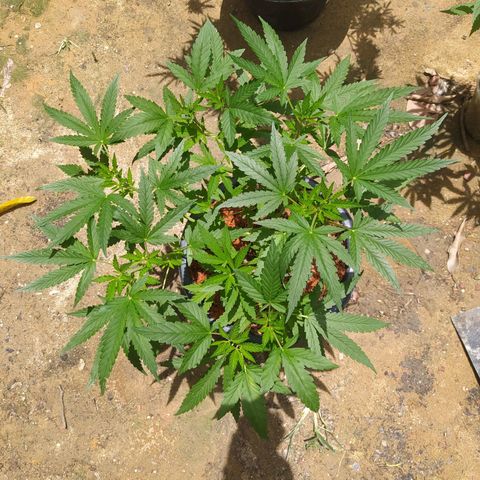 Blueberry OG growlog timeline photo