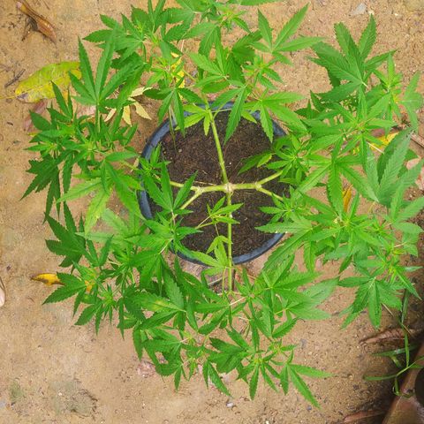 Blueberry OG growlog timeline photo